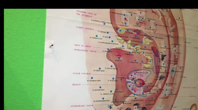 Demo auricoloterapia